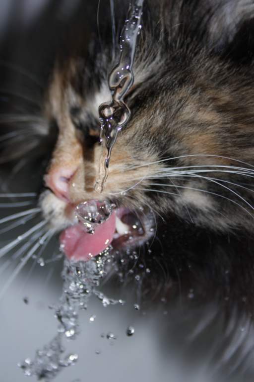 ��� ����� �������� �������?