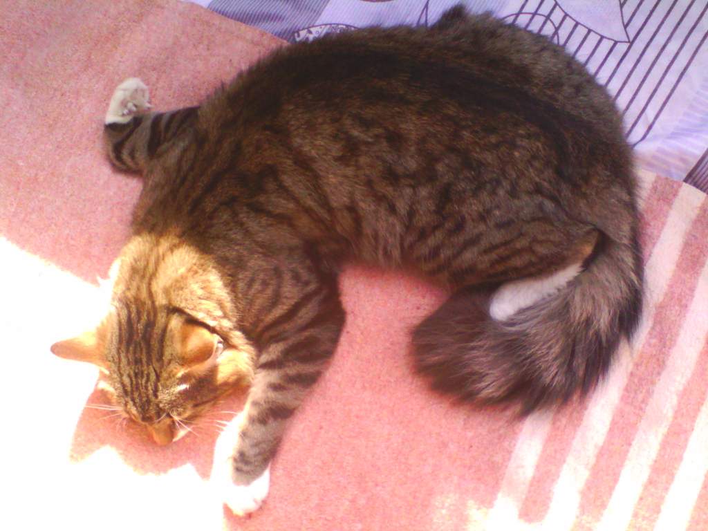 ��� ����� �������� �������?