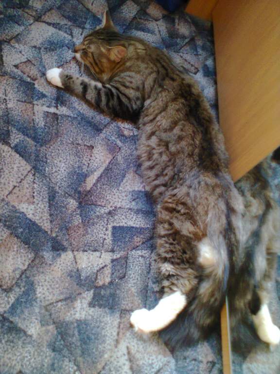 ��� ����� �������� �������?