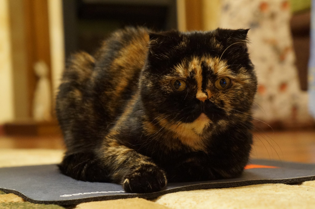 ��� ����� �������� �������?