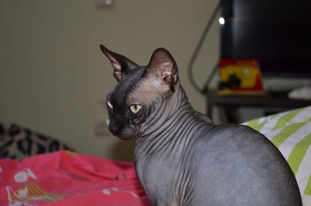 ��� ����� �������� �������?