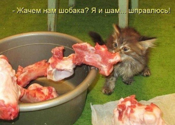 ������ ��������