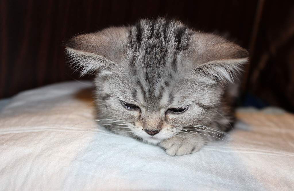 ��������� ����