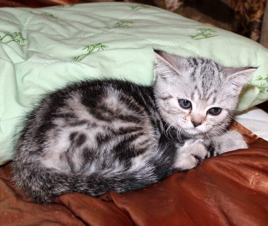 ��������� ����