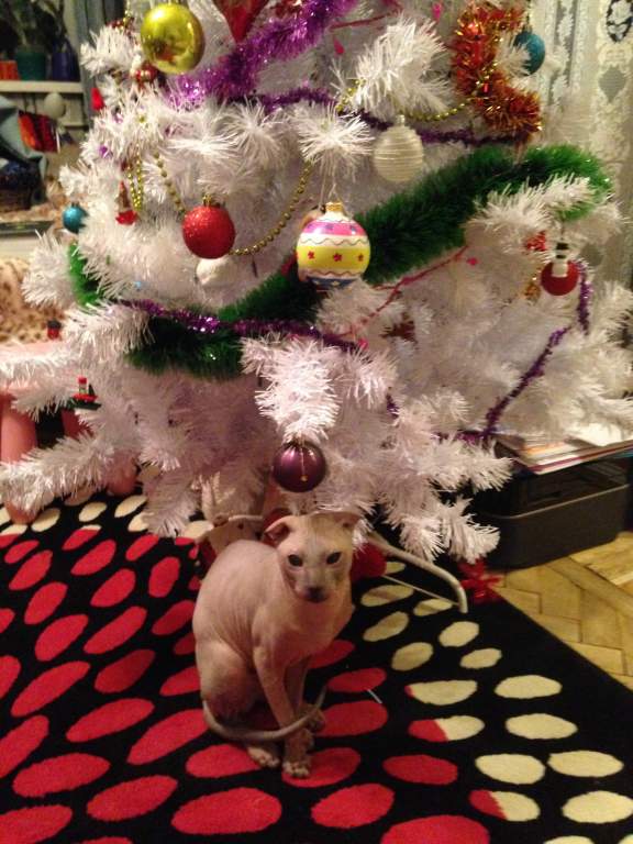 ��� ����� �������� �������?