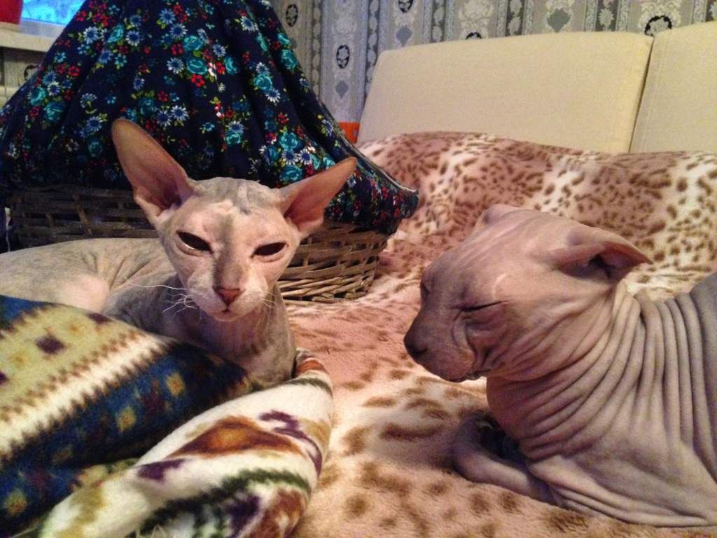 ��� ����� �������� �������?