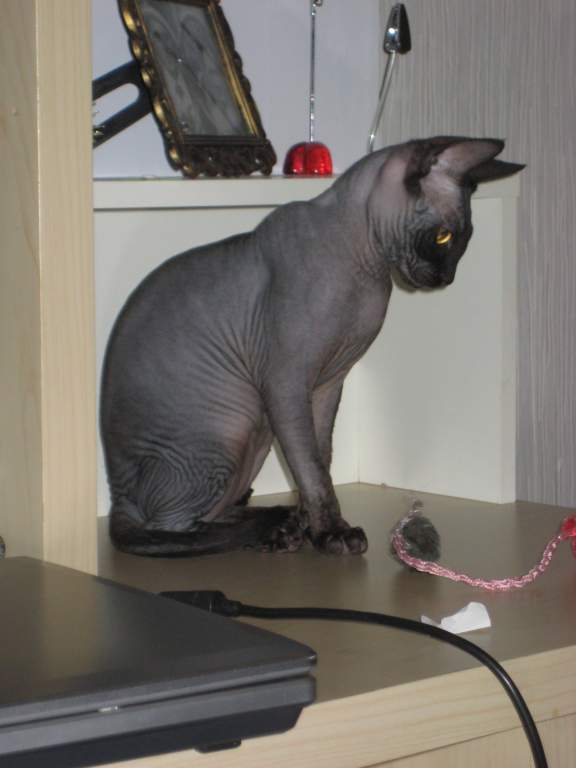 ��� ����� �������� �������?