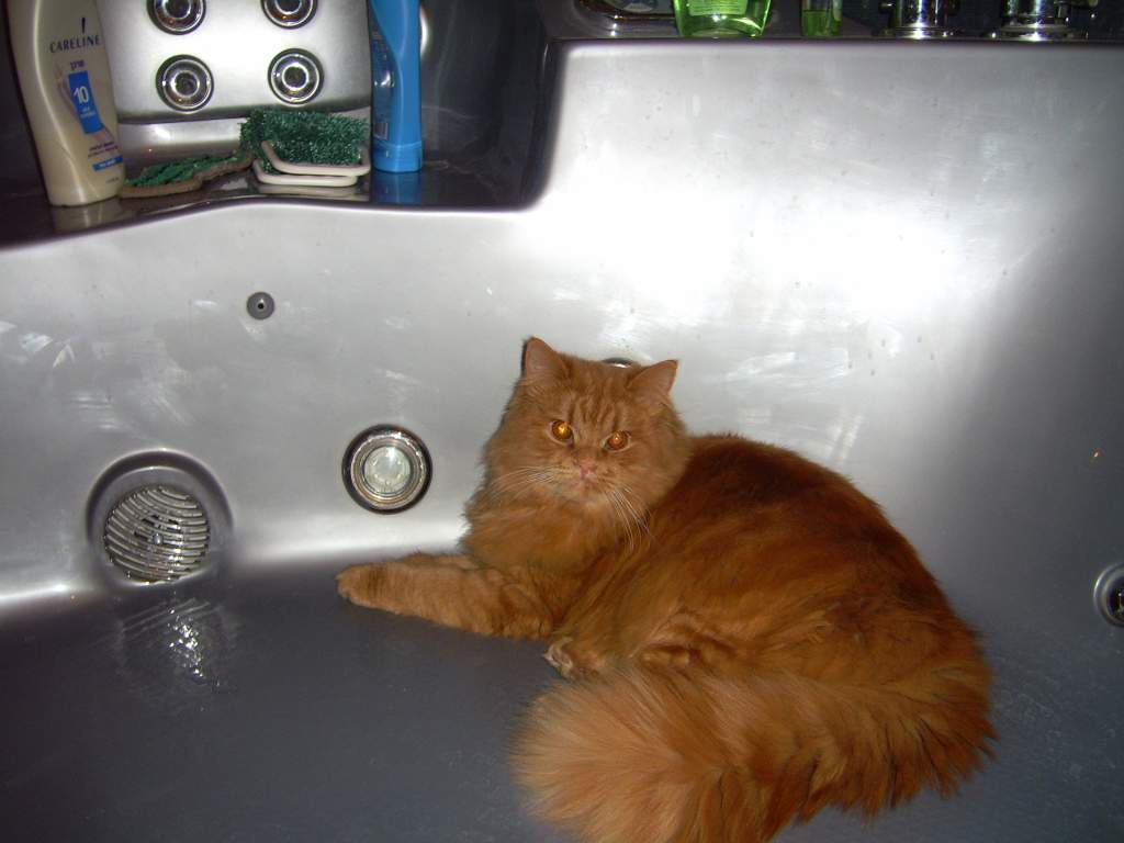 ��� ����� �������� �������?