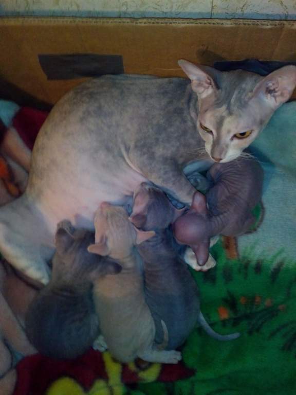 ��� ����� �������� �������?