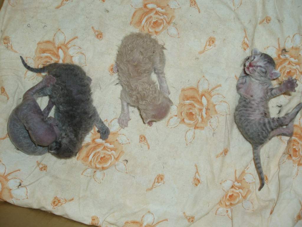 ��� ����� �������� �������?