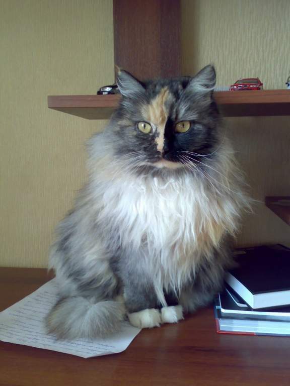 ��� ����� �������� �������?