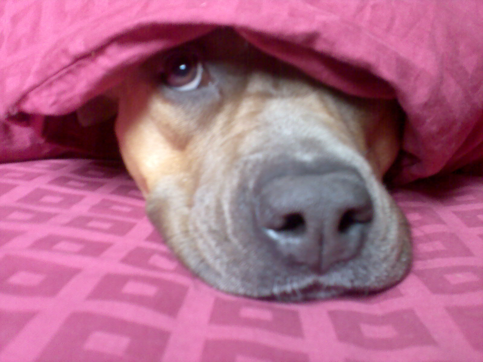 ��� ����� �������� �������?