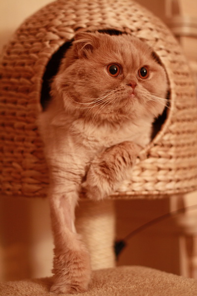 ��� ����� �������� �������?