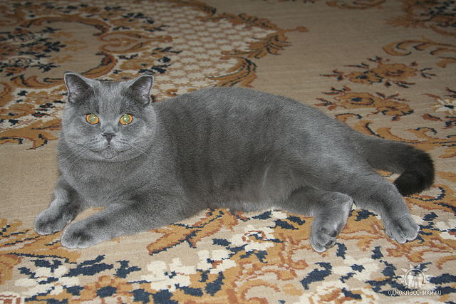 ��� ����� �������� �������?