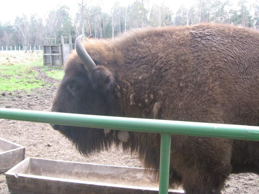 �������� 2011. ����, ������.