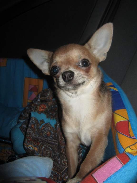 ��� ����� �������� �������?