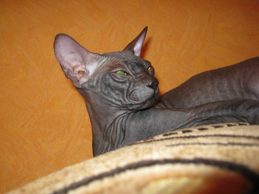 ��� ����� �������� �������?