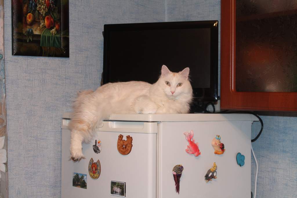 ��� ����� �������� �������?