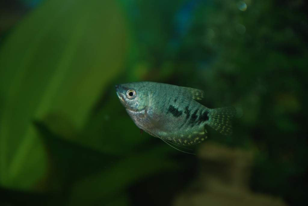 ��� ����� �������� �������?