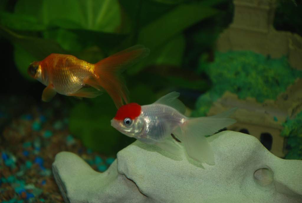 ��� ����� �������� �������?