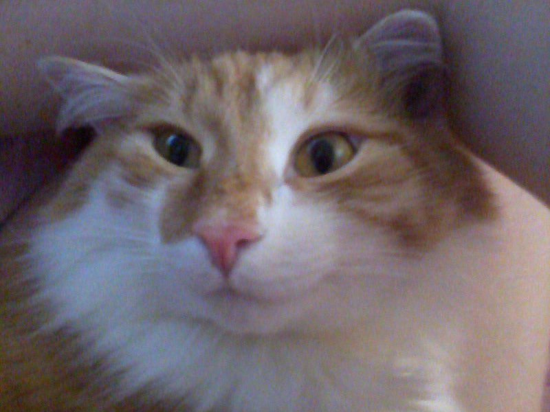 ��� ����� �������� �������?