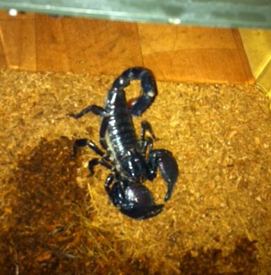 ��� ����� �������� �������?